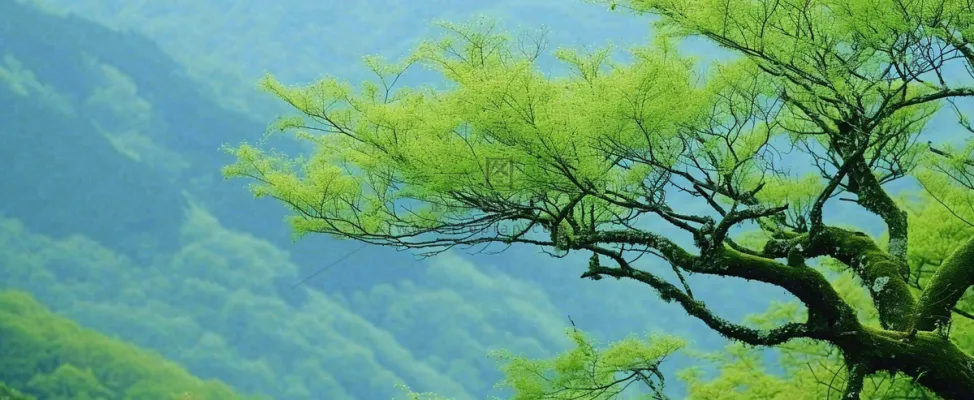 悬崖高山意境云层绿树树木特写