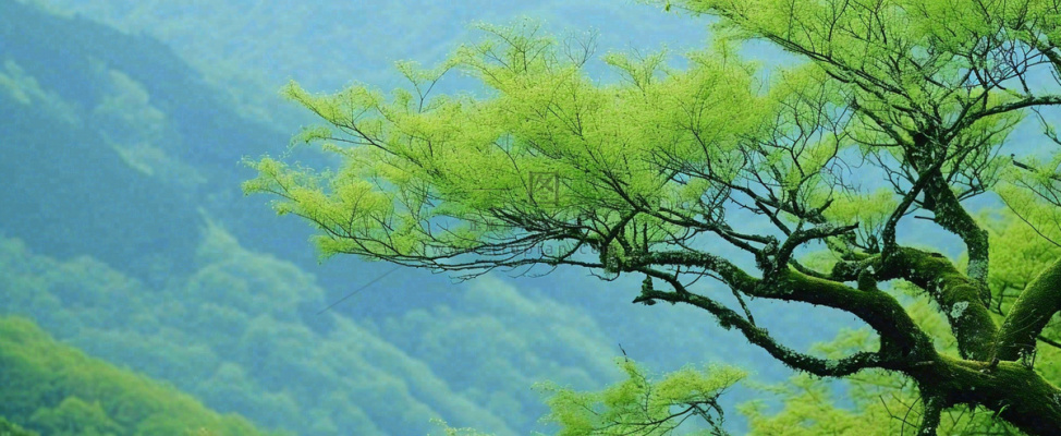 悬崖高山意境云层绿树树木特写 悬崖高山意境云层绿树树木特写