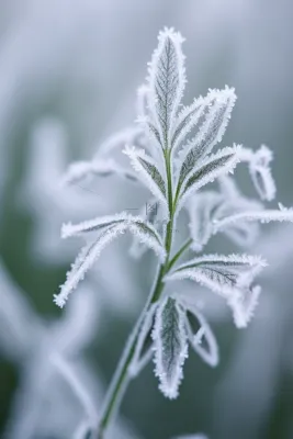 白霜挂满植物枝头冬天雾凇摄影图