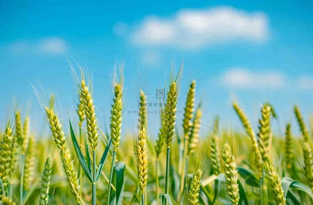 晴天小麦地麦穗绿色小满芒种摄影图