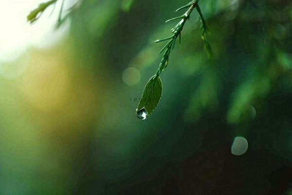 绿色树林里面下雨过后的松枝挂着水滴摄影图