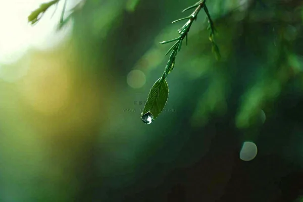 绿色树林里面下雨过后的松枝挂着水滴摄影图