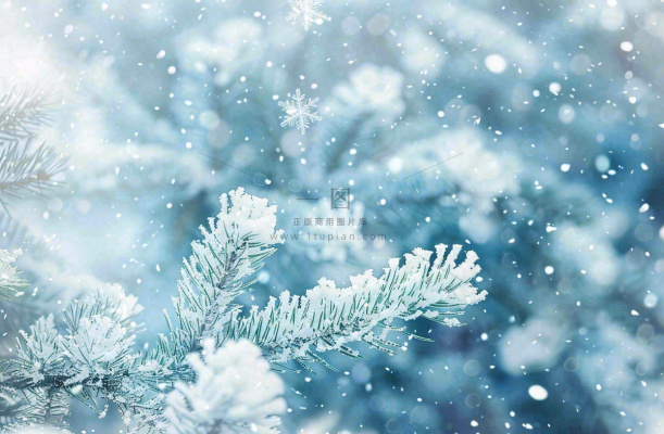 冬天松树上挂满了白雪雾凇立冬霜降冬至大雪摄影图