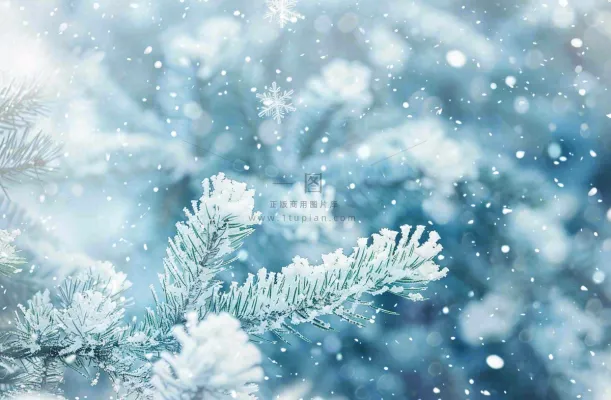 冬天松树上挂满了白雪雾凇立冬霜降冬至大雪摄影图