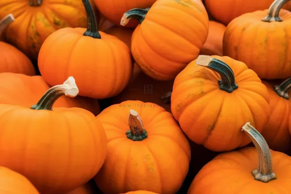 南瓜橘黄色摄影图