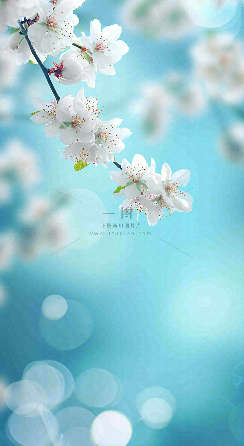 蓝色浪漫白色樱花花朵枝叶,立春惊蛰春分摄影图