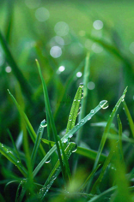 春天绿草地草坪绿叶上的露珠清晨立春惊蛰谷雨摄影图 春天绿草地草坪绿叶上的露珠清晨立春惊蛰谷雨摄影图