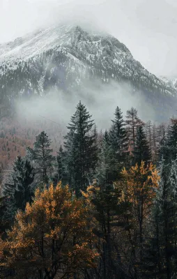 秋天森林山脉清晨起雾大自然风光寒露摄影图 秋天森林山脉清晨起雾大自然风光寒露摄影图