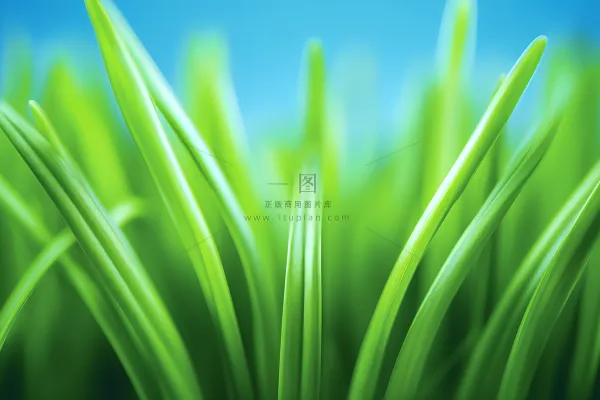 小草嫩叶嫩芽绿色海报素材背景 小草嫩叶嫩芽绿色海报素材背景