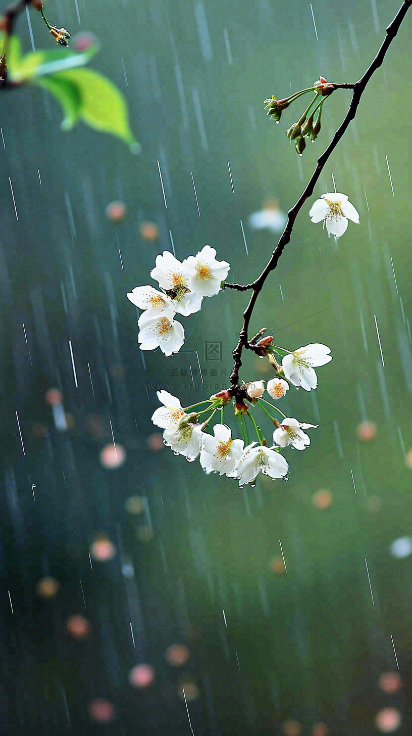 春天白色花朵枝叶在雨中,新鲜绿叶鲜花,雨水谷雨摄影图