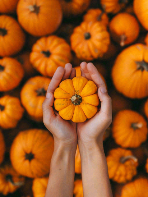 秋天秋收南瓜手捧南瓜实物摄影图