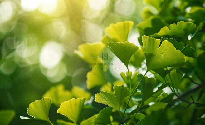 夏天绿色银杏叶树枝阳光小清新唯美小暑大暑处暑摄影图