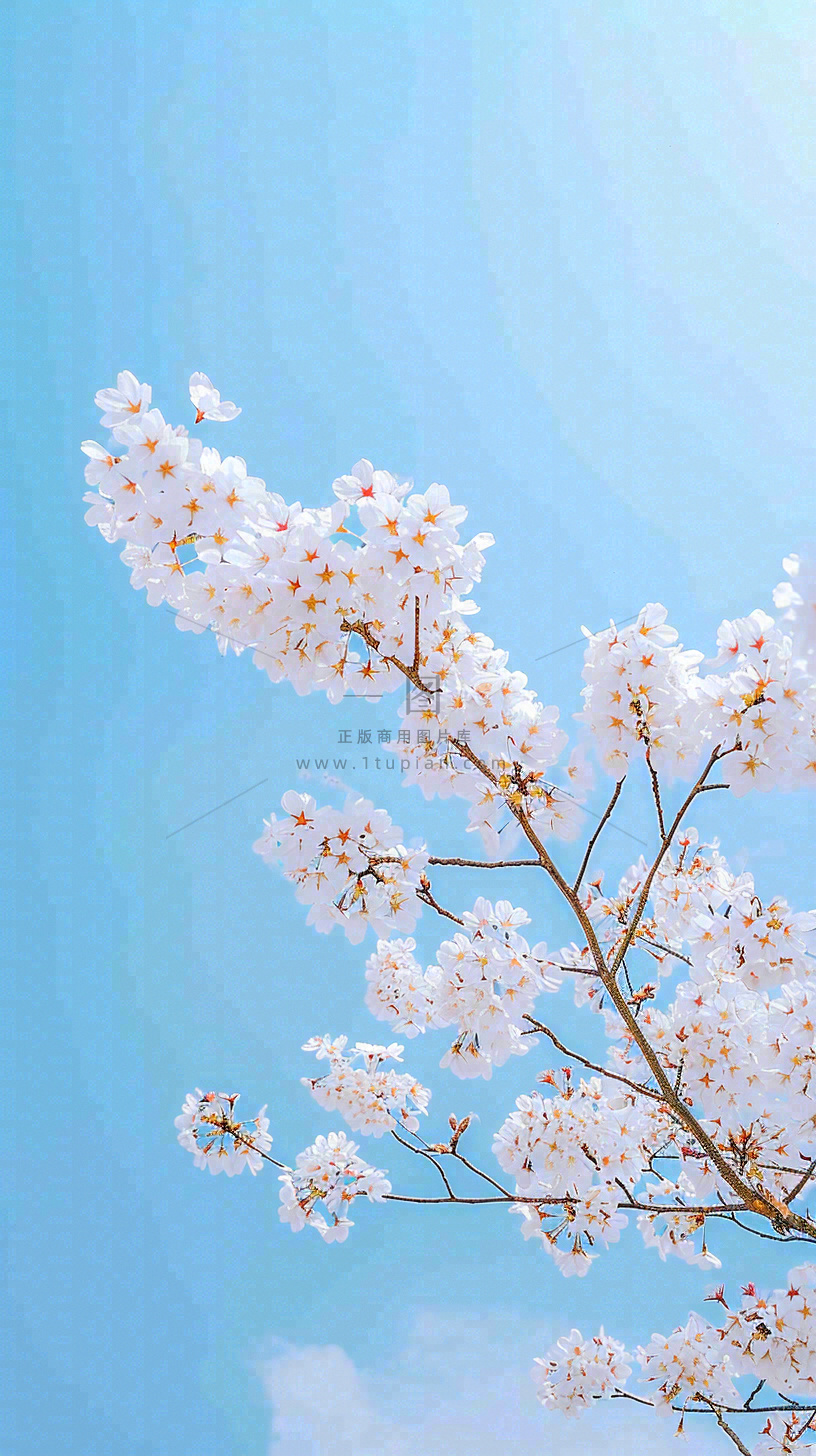 春天开满花朵的树冠仰拍蓝色天空，立春，春分摄影图