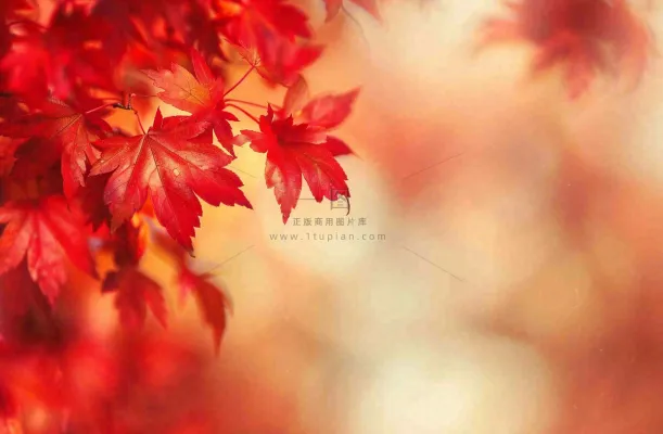秋天红了的枫叶唯美画面光圈立秋秋分摄影图 秋天红了的枫叶唯美画面光圈立秋秋分摄影图