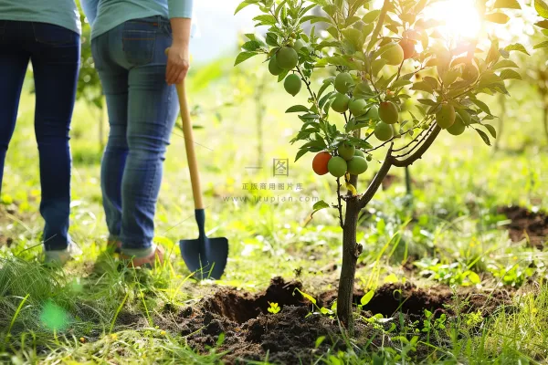 植树树苗保护环境摄影图