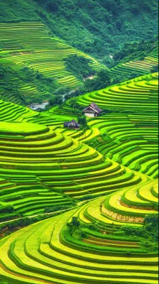 春天唯美绿色梯田种植,乡村小屋,谷雨摄影图 春天唯美绿色梯田种植,乡村小屋,谷雨摄影图