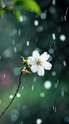 春天白色花朵枝叶在雨中,新鲜绿叶鲜花,雨水谷雨摄影图 春天白色花朵枝叶在雨中,新鲜绿叶鲜花,雨水谷雨摄影图