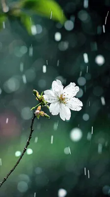 春天白色花朵枝叶在雨中,新鲜绿叶鲜花,雨水谷雨摄影图 春天白色花朵枝叶在雨中,新鲜绿叶鲜花,雨水谷雨摄影图