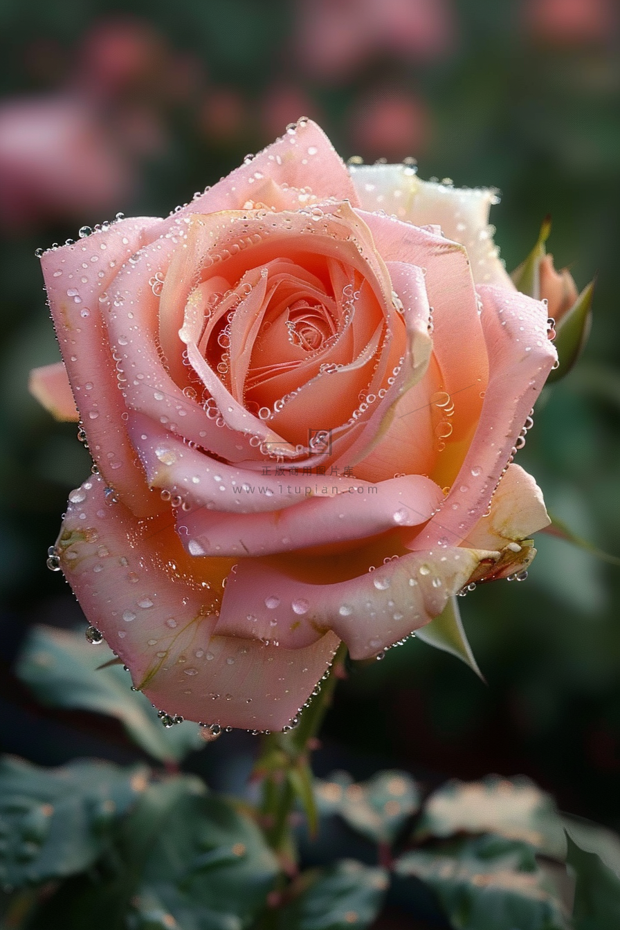 玫瑰花鲜花花朵摄影图