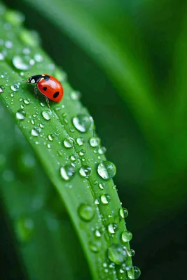 春夏雨天雨水七星瓢虫叶子，昆虫，小暑大暑白露雨水谷雨摄影图
