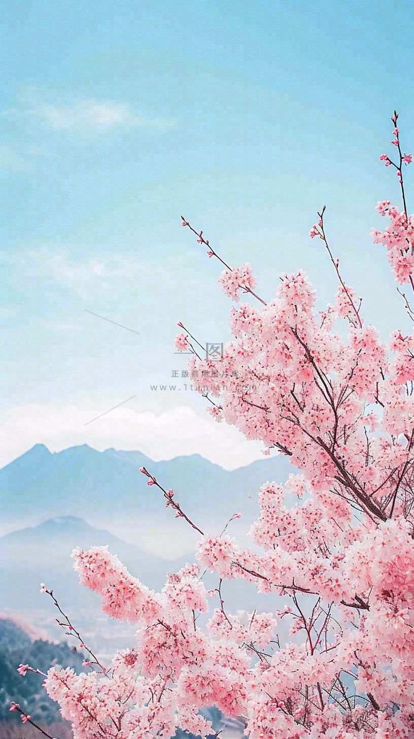 春天山河边蓝天粉色樱花花朵，惊蛰立春