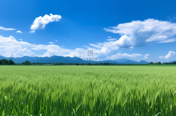 夏天绿色的小麦田蓝天摄影图