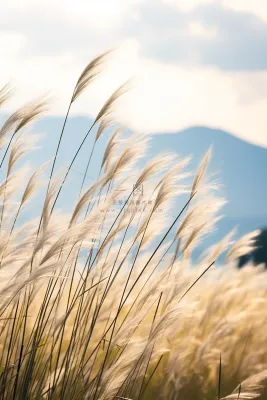 芦苇荡蓝天背景摄影图
