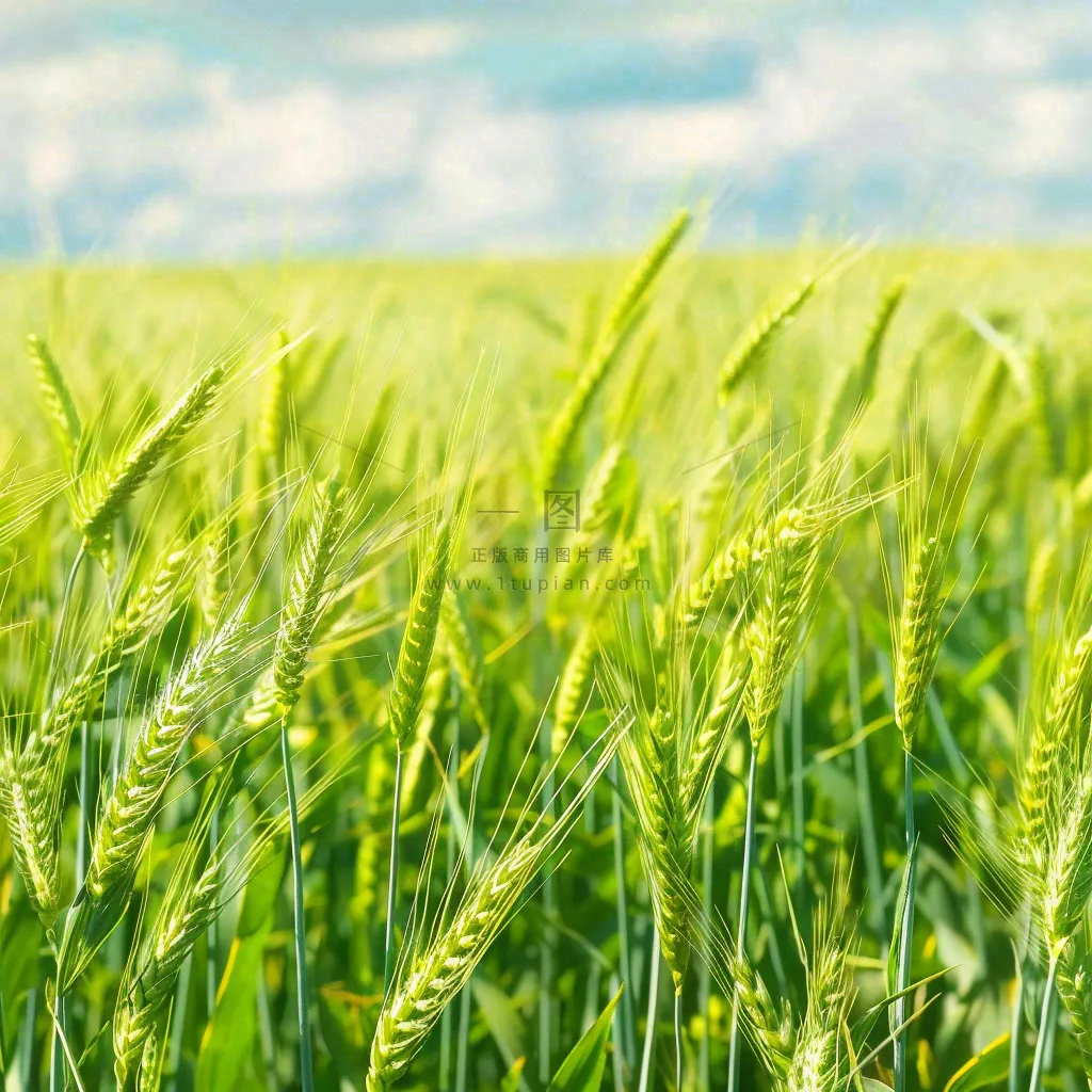 绿色小麦田麦穗粮食生长小满芒种摄影图