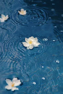 下雨天掉落在蓝色水面的白色花朵清新淡雅雨水处暑寒露摄影图 下雨天掉落在蓝色水面的白色花朵清新淡雅雨水处暑寒露摄影图