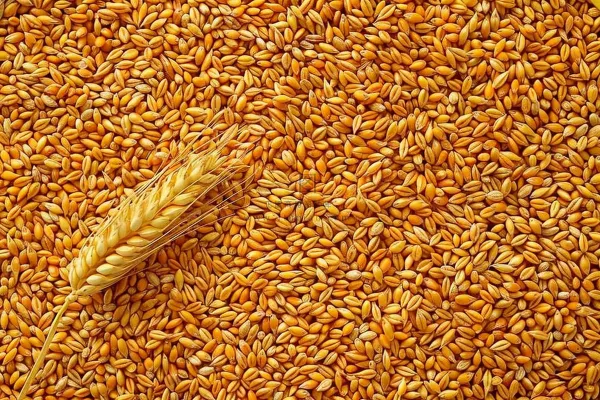 小麦粮食收成秋天立秋秋分摄影图