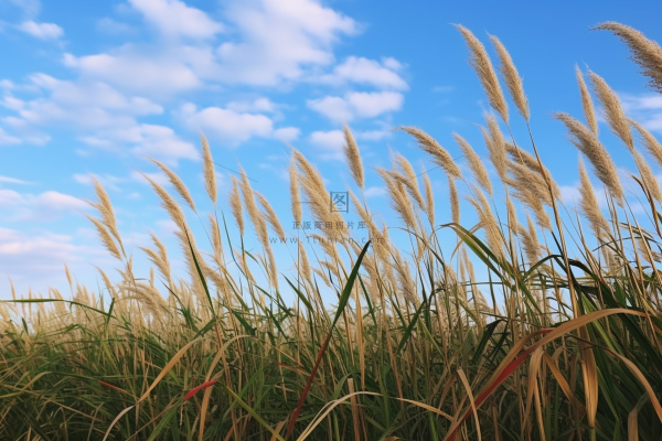 蓝天白云下的芦苇荡摄影图