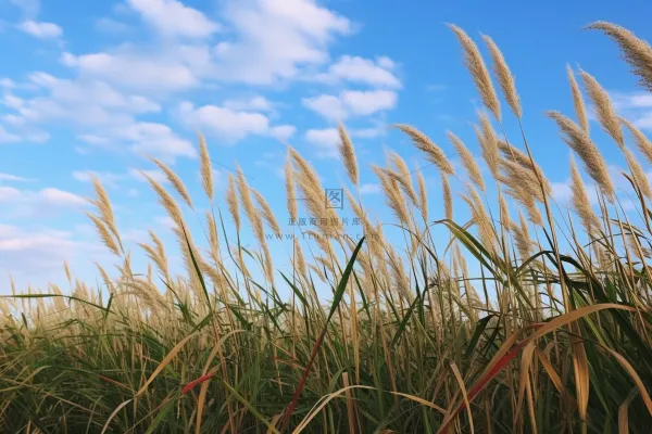 蓝天白云下的芦苇荡摄影图