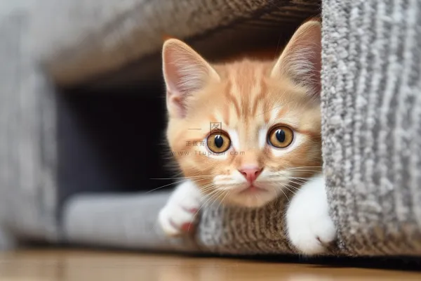 一只可爱的猫咪橘猫趴着家里玩耍摄影图