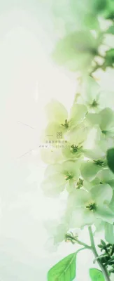 白色清新花朵朦胧唯美意境,鲜花摄影图 白色清新花朵朦胧唯美意境,鲜花摄影图