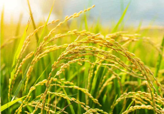 稻田稻谷稻穗粮食收成小满芒种世界粮食日摄影图