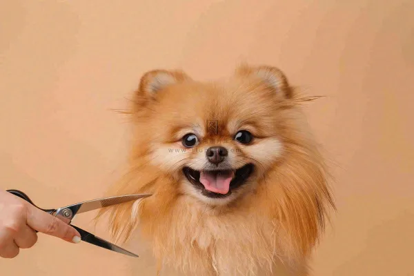 宠物美容院猫狗卡通插画背景 宠物美容院猫狗卡通插画背景