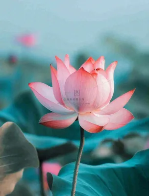 夏天池塘荷花荷叶蓝色唯美处暑大暑小暑摄影图 夏天池塘荷花荷叶蓝色唯美处暑大暑小暑摄影图