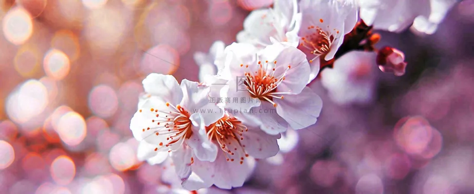 白色浪漫春季樱花花朵枝叶，立春惊蛰春分摄影图