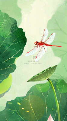 夏天荷花荷叶清凉小清新淡雅立夏夏至暑插画背景 夏天荷花荷叶清凉小清新淡雅立夏夏至暑插画背景