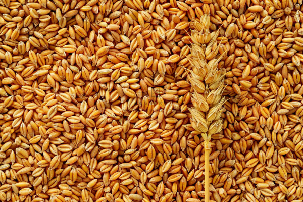 小麦粮食收成秋天立秋秋分摄影图