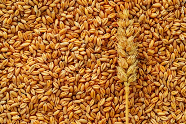 小麦粮食收成秋天立秋秋分摄影图