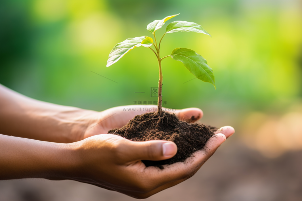双手捧着泥土里的嫩芽环保摄影图
