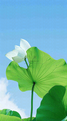 夏日荷叶绿色样式天空蓝天阳光清新白云，夏至小暑大暑处暑摄影图