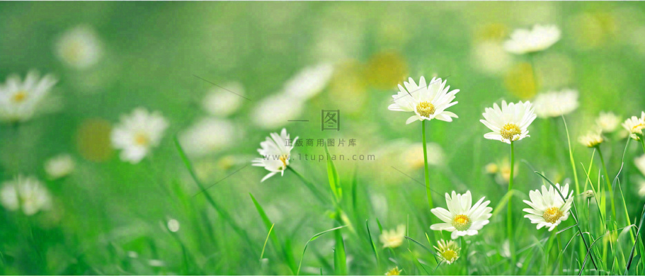 夏至夏天向阳菊花草地立夏小暑摄影图