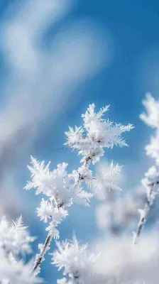 冬天结霜的植物白霜寒冷霜降摄影图 冬天结霜的植物白霜寒冷霜降摄影图