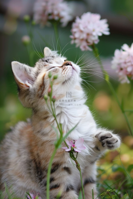 猫咪宠物猫可爱动物摄影图 猫咪宠物猫可爱动物摄影图
