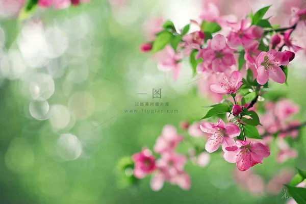 立春粉色花朵树枝绿意绿色背景春分惊蛰摄影图