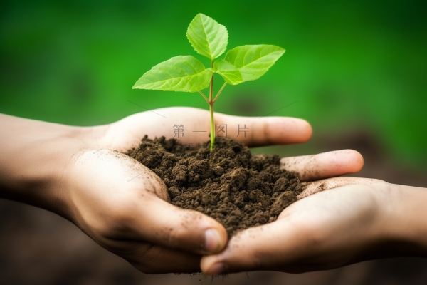 手捧树苗在土壤中嫩芽立春保护环境摄影图