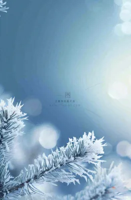 冬天挂满白霜的松针树寒冷霜降摄影图 冬天挂满白霜的松针树寒冷霜降摄影图