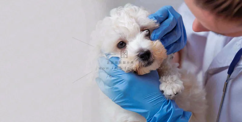 宠物美容院猫狗卡通插画背景 宠物美容院猫狗卡通插画背景